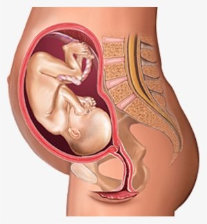 The Top Of Your Uterus Will Reach Just Above Your Navel - Uterus In Female Body