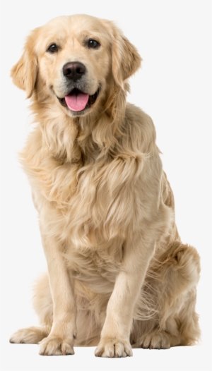 Golden Dog - Vet Approved Pet Nail Clipper & Trimmer