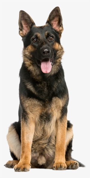 Dog Insurance - German Shepherd Transparent PNG - 537x744 - Free ...