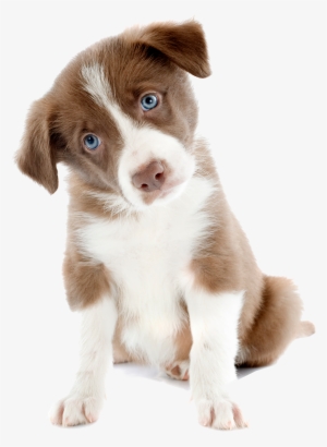 Are Experiments On Dogs Reliable For Medical Research - Cute Dog