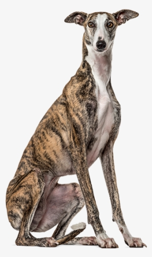 Productanimals Layout Dog Transparent - Galgo Sentado