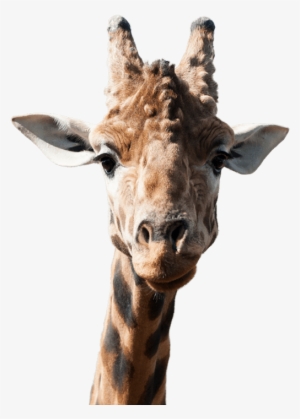 Giraffe Side Image - Giraffe