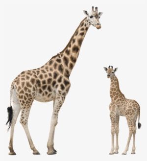 Free Png Giraffe Png Images Transparent - Jirafa Y Su Cria