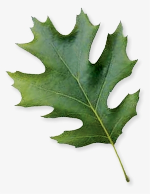 Shumard Oak - Maple Leaf