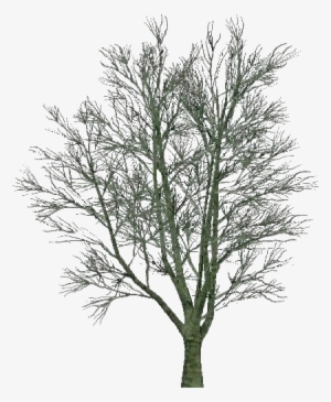 3d Trees - Country Elm - Software