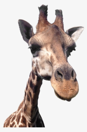 Giraffe-head - Giraffe
