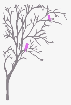 Elmtree - “ - Rosa Glauca