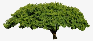 Tree - Clip Art Fig Tree