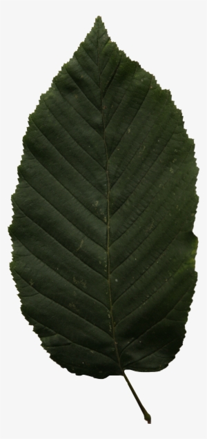 2d Leaves - Ulmus Alata