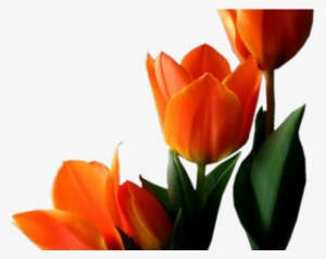 Tulip Png Transparent Images - Orange Tulip Png