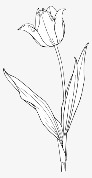 Tulipe Dessin Transparent PNG - 312x598 - Free Download on NicePNG