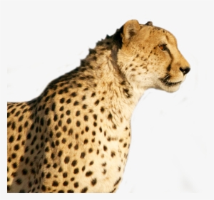 Cheetah Face Transparent - Transparent Cheetah Png