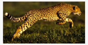 Cheetah Cougar/mountain Lion Jaguar - Jaguar Animal
