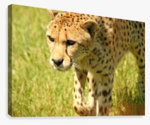 Cheetah The Fastest Land Animal Canvas Print - Canvas Print