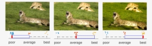 Visual Results From Our User Study - Cheetah