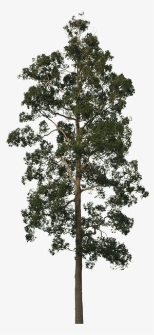 New Forests Conservation Forestry - Blue Gum Tree Png