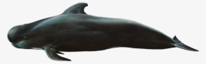 Whale Sticker - Short-finned Pilot Whale