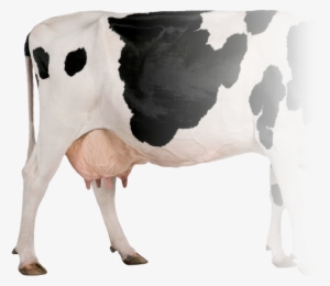 Teat Spray Per Cow - Cow Profile
