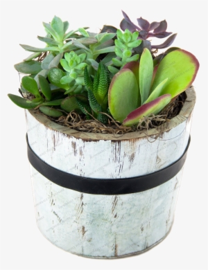 Stately Succulent Garden Round Wooden Pot