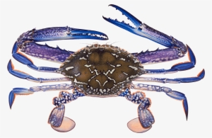 Crab - Blue Swimmer Crab