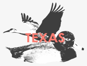 Texas