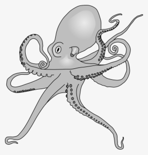 Open - Octopus Sp Drawing