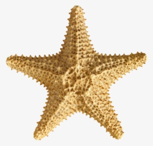 Ask A Member Of Our Team About Our New Year's Eve Packages - Carolina Hardware And Decor Starfish #2 1.5" Round