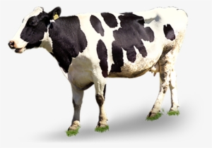 Cattle Png