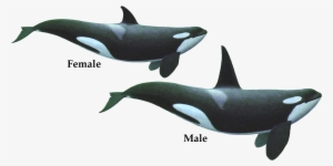 The Killer Whale, Often Called “orca” From Its Latin - Killer Whale