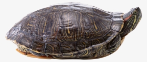 Download - Transparent Background Turtle Png