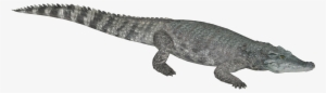 Siamese Crocodile - Caiman Png