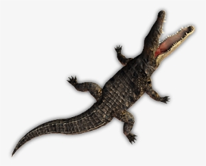 44 Croc Swim 2 - Dundjinni Crocodile