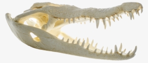 File - Crocodylus Niloticus - Skull - Muse - Nile Crocodile