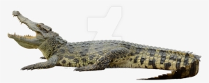 Crocodile On A By - Clipping Path