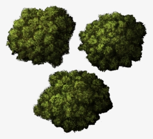 Clipart Top Tree - Top Down Trees Png