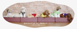 Dog Tail Just Opened In June, And For ¥1000 You Can - Dog Cafe In Osaka