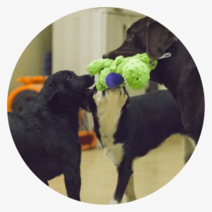 Two Dogs Sharing A Toy - Dog
