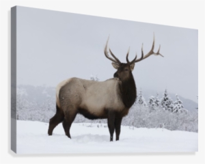 An Elk Standing In A Field Of Snow With Frozen Trees - Designpics - Brown To Beige Reindeer Canvas