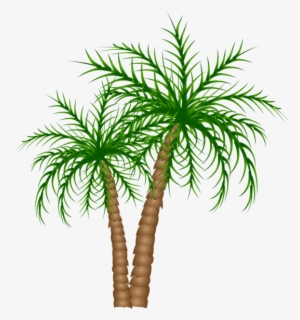Palm Tree Png, Palm Trees, Picture Tree, Tree Branches, - Dates Tree Clipart Png