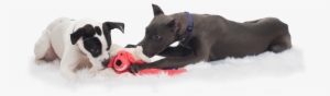Puppy Training Westchester - Dog