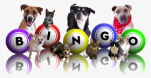Picture - Bingo Dogs