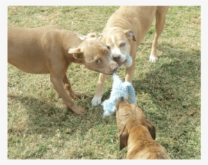 Dogs Playing - Companion Dog