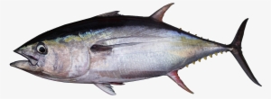 File - Yellowfin-transp - Png Tuna - Tuna Png