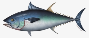 Pacific Bluefin Tuna - Tuna Hunter Fishing Charters