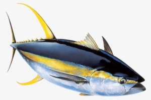 Tuna From The Maldives - Albacore Fish