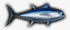 Bigeye Tuna Fish Mount - Bigeye Tuna