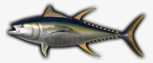 Yellowfin Tuna Fish Mount And Fish Replicas - Tuna