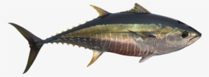 Yellowfin Tuna - Thunnus Orientalis Png