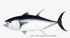 Pacific Bluefin Tuna - United Nations