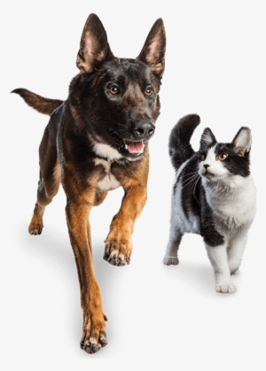 Dog And Cat Running Together - Dog